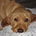 Basset Fauve de Bretagne