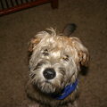 Irish Softcoated Wheaten Terriër