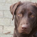 Labrador