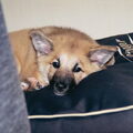 IJslandse Hond