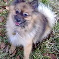Keeshond, Klein