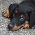 Beauceron