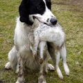 Engelse Springer Spaniel