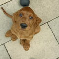Ierse Setter