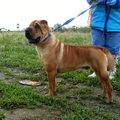 Shar Pei