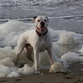 Boxer