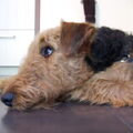 Airedale Terrier