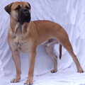 Bullmastiff