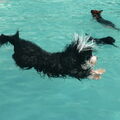Bearded Collie