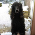 Engelse Cocker Spaniel