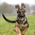 Duitse Herder