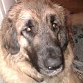 Leonberger