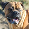 Bullmastiff
