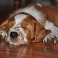 Welsh Springer Spaniel
