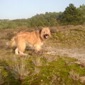 Pyrenese Herdershond