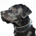 Labrador
