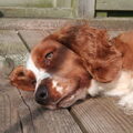 Welsh Springer Spaniel