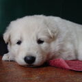 White Swiss Shepherd Dog
