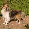 Sheltie