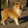 Sheltie