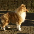 Sheltie