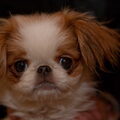 Japanse Spaniel