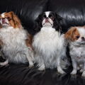 Japanse Spaniel