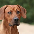 Rhodesian Ridgeback