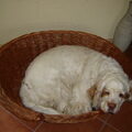 Clumber Spaniel