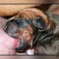 Rhodesian Ridgeback
