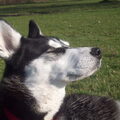 Siberische Husky