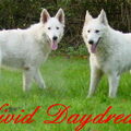 White Swiss Shepherd Dog