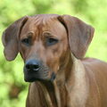 Rhodesian Ridgeback