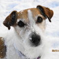 Jack Russell Terrier