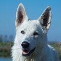 Zwitserse Witte Herder