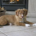 Nova Scotia Duck Tolling Retriever