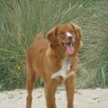 Nova Scotia Duck Tolling Retriever