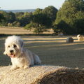 Dandie Dinmont Terriër