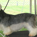 Dandie Dinmont Terriër