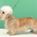 Dandie Dinmont Terriër