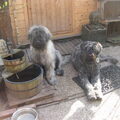 Bouvier