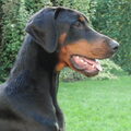 Dobermann
