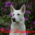 White Swiss Shepherd Dog