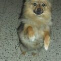 Keeshond, Klein