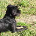 Griffon Bruxellois