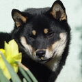 Shiba Inu