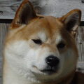 Shiba Inu