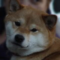 Shiba Inu