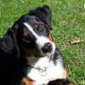 Appenzeller Sennenhond