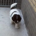 Landseer